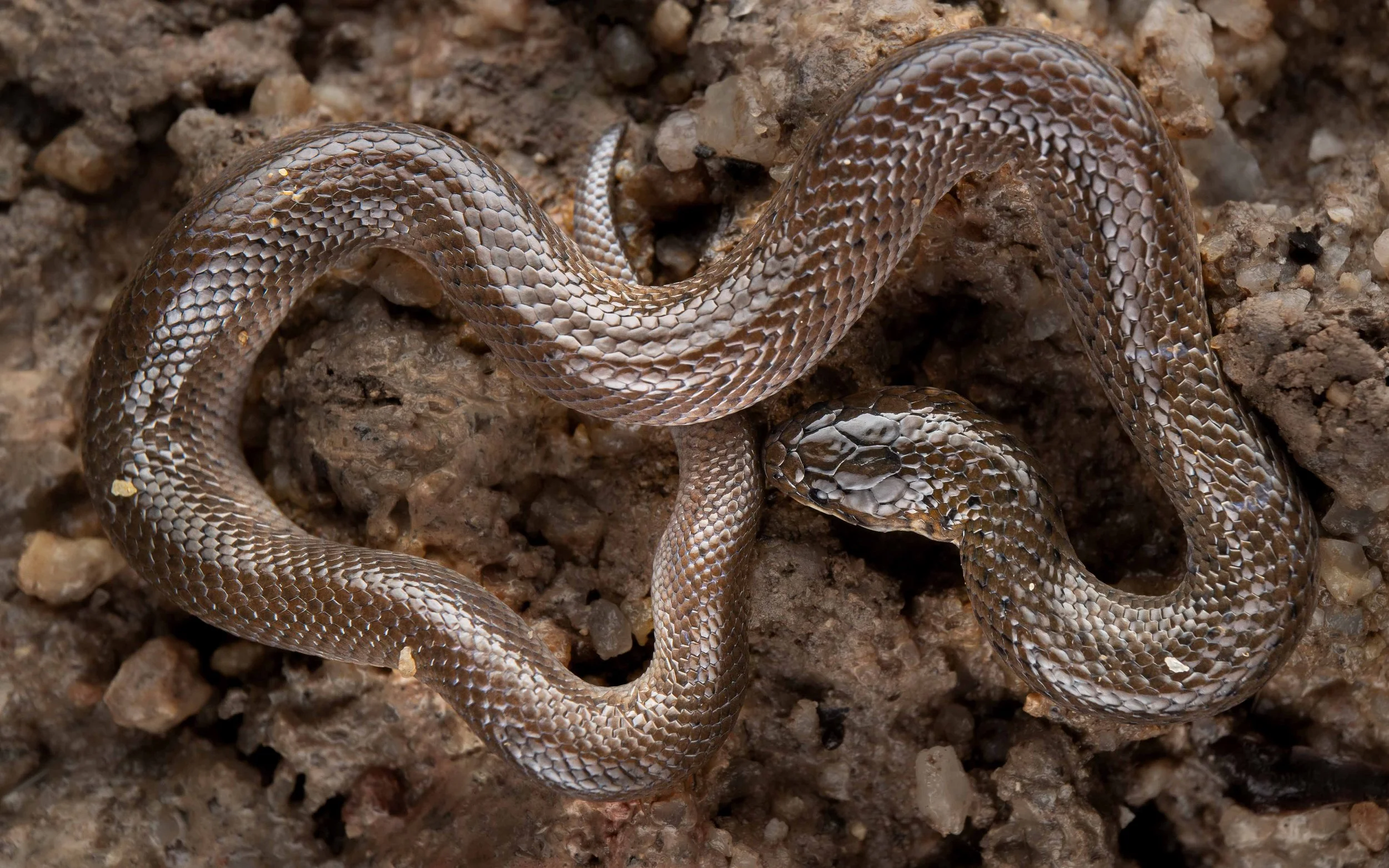 Cantor's Water Snake - Cantoria violacea — HongKongSnakeID.com